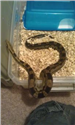 Uploaded by Fanatic-Reptiles